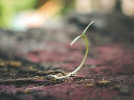Faith is like a sapling. It comes from a seed, sends out shoots and roots and to be alive, it has to grow!